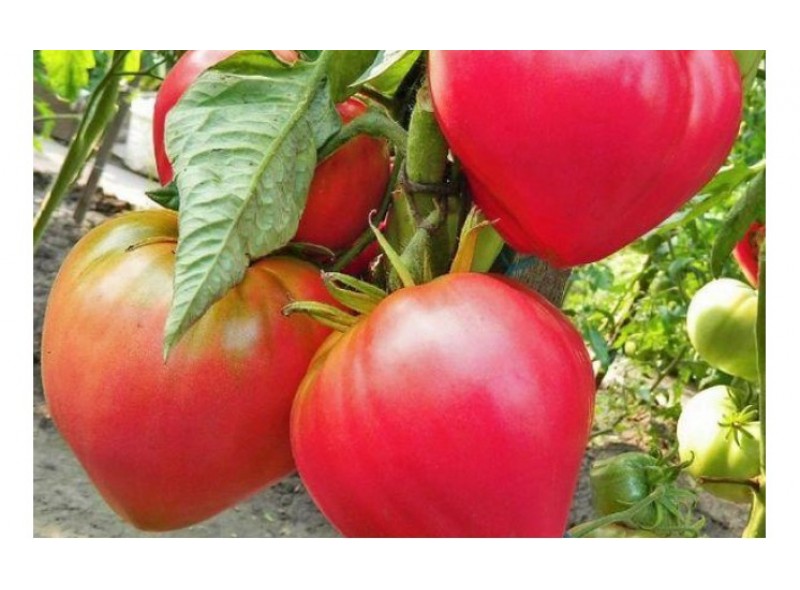 Семена томата Бэлтон (1000 семян), Libra Seeds (Erste Zaden)